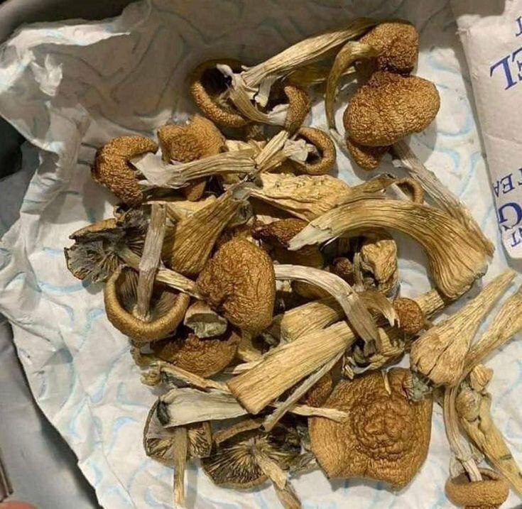 Blue angel mushrooms (Psilocybe Azurescens) from Shroom category