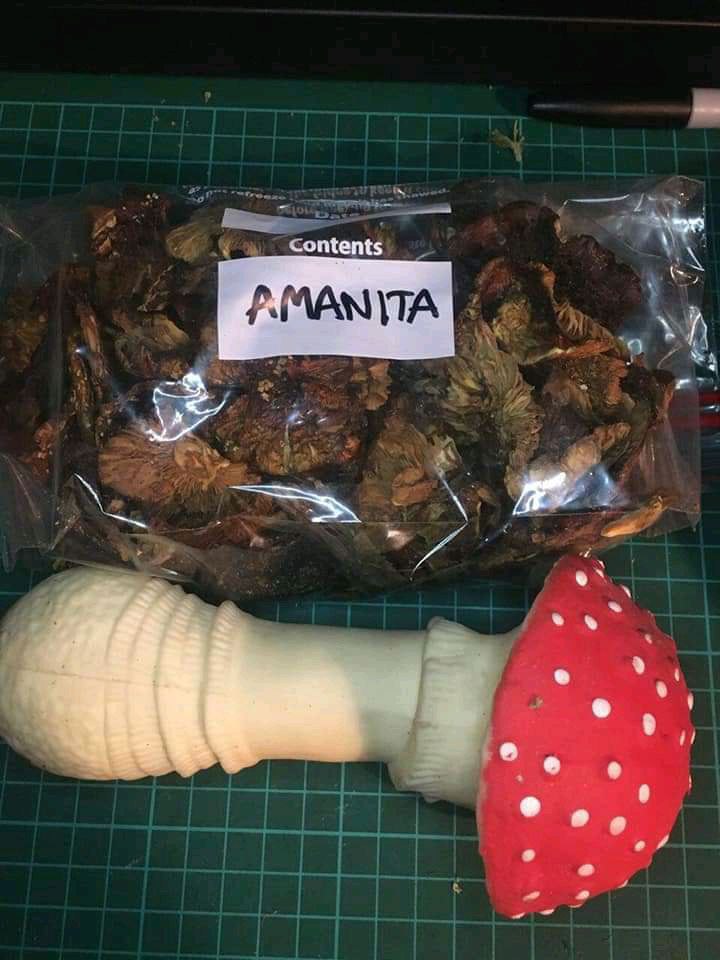 Amanita Muscaria Grade A